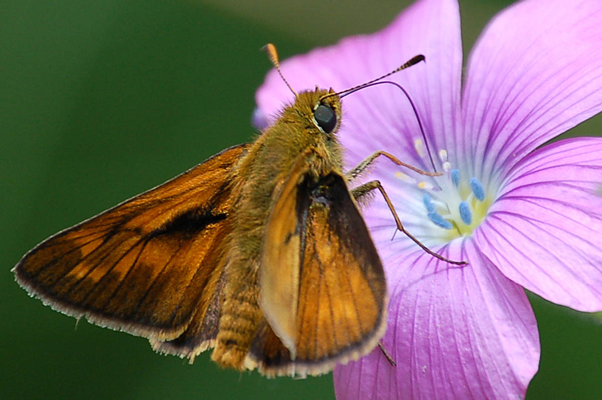 Thymelicus sylvestris? - No, Ochlodes sylvanus